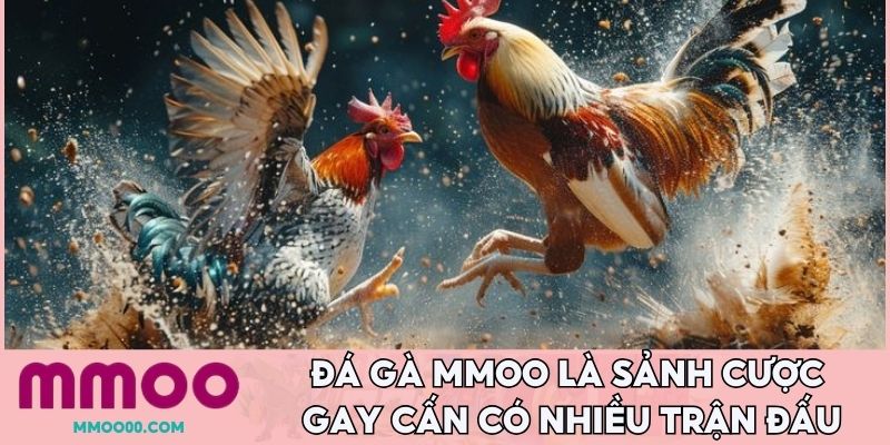 Đá gà MMOO là sảnh cược gay cấn có nhiều trận đấu